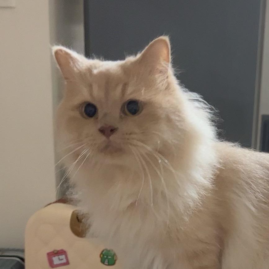 恐龙橘子妹妹呀🐈