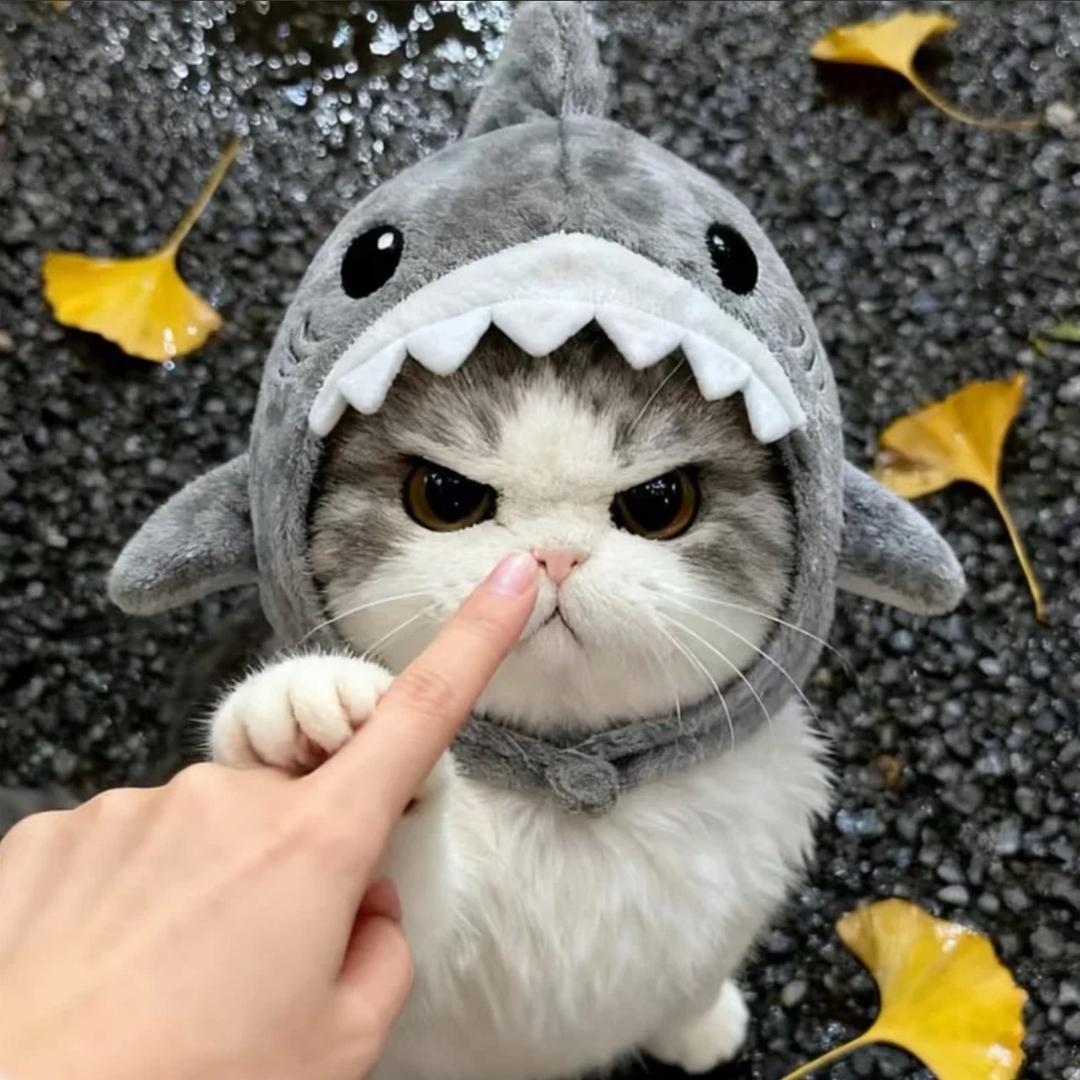 朝朝暮暮*