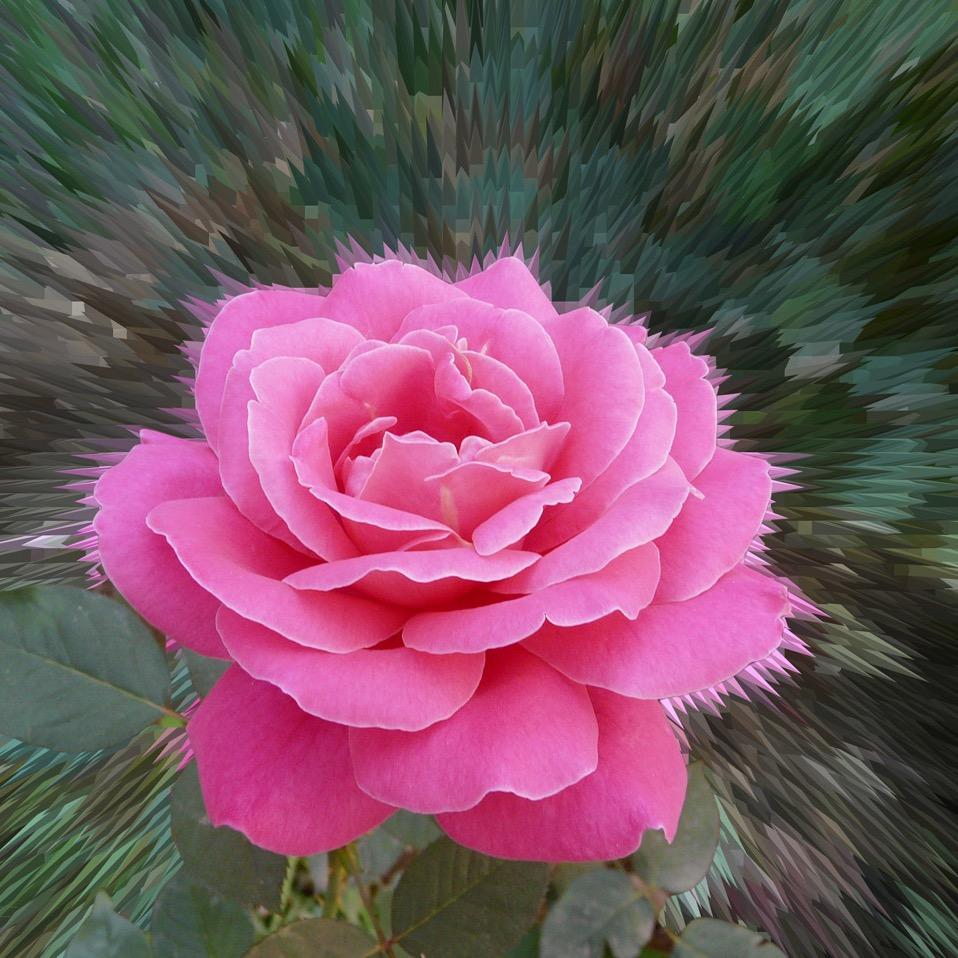 花花草草一生好