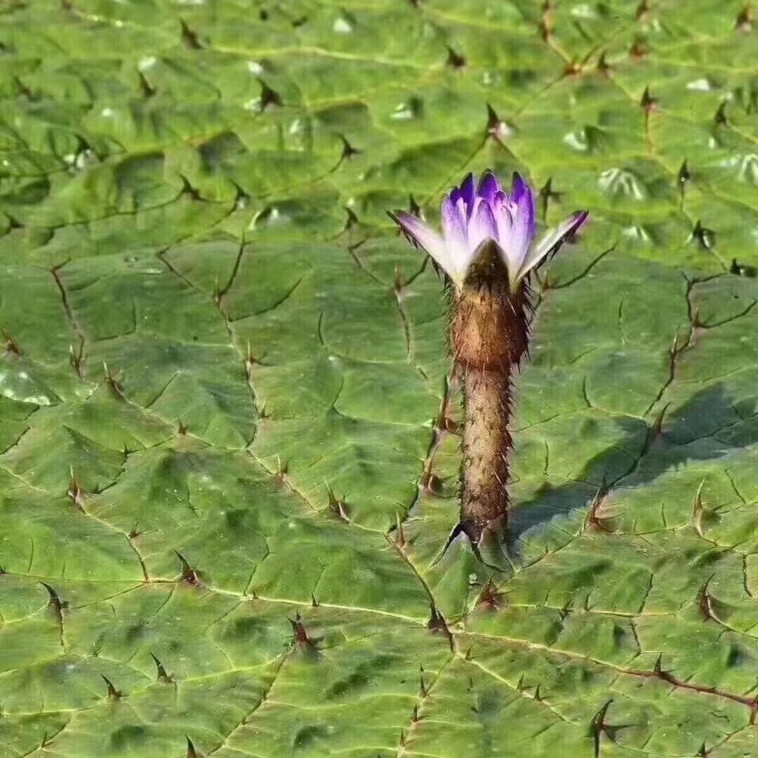 小虎哥