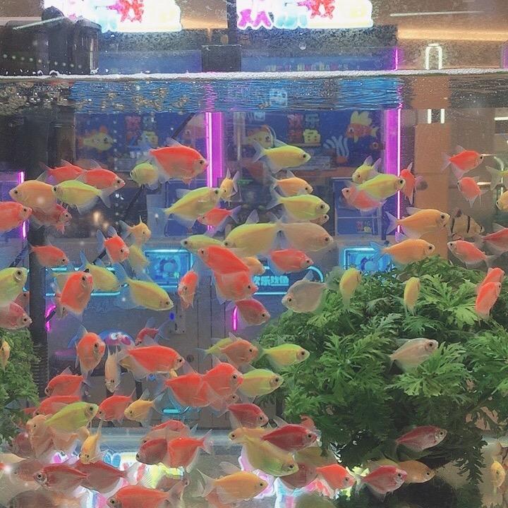 欢乐戏鱼(国芳天街店)官方号