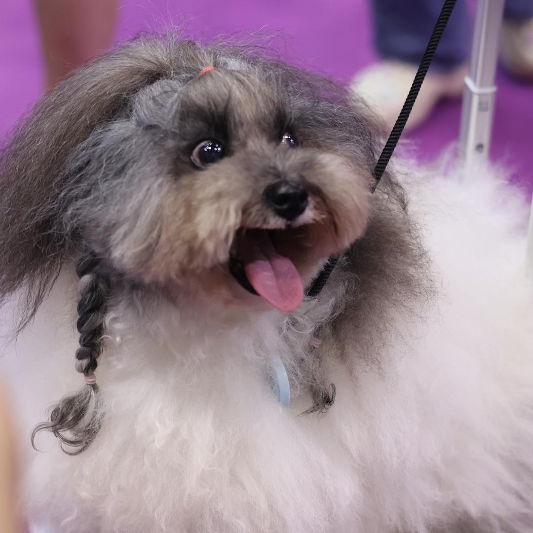 家有恶犬