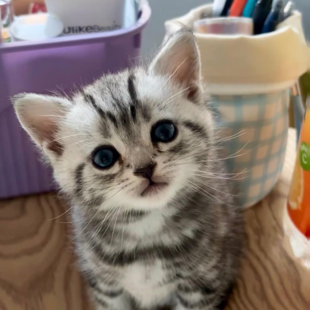 萌萌宠物（买🐱丝）