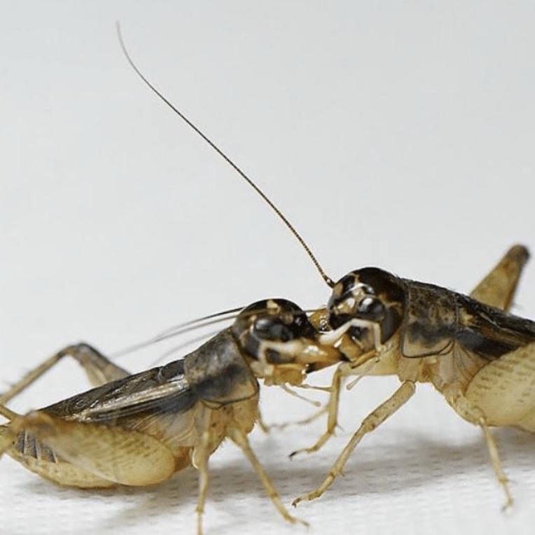 玄甲斗蟋俱乐部