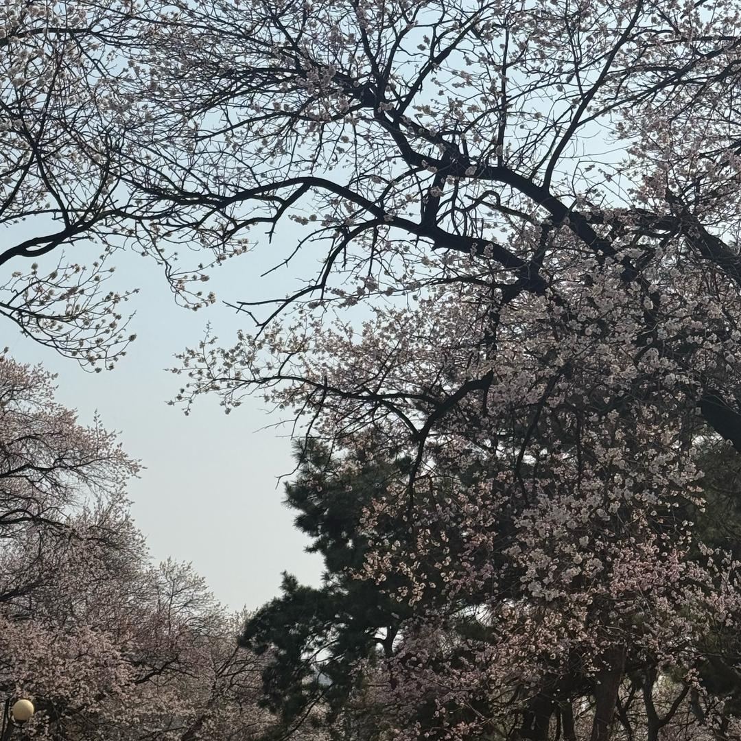 一颗卤蛋