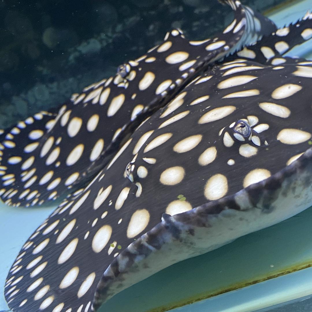 淼淼超白水族箱