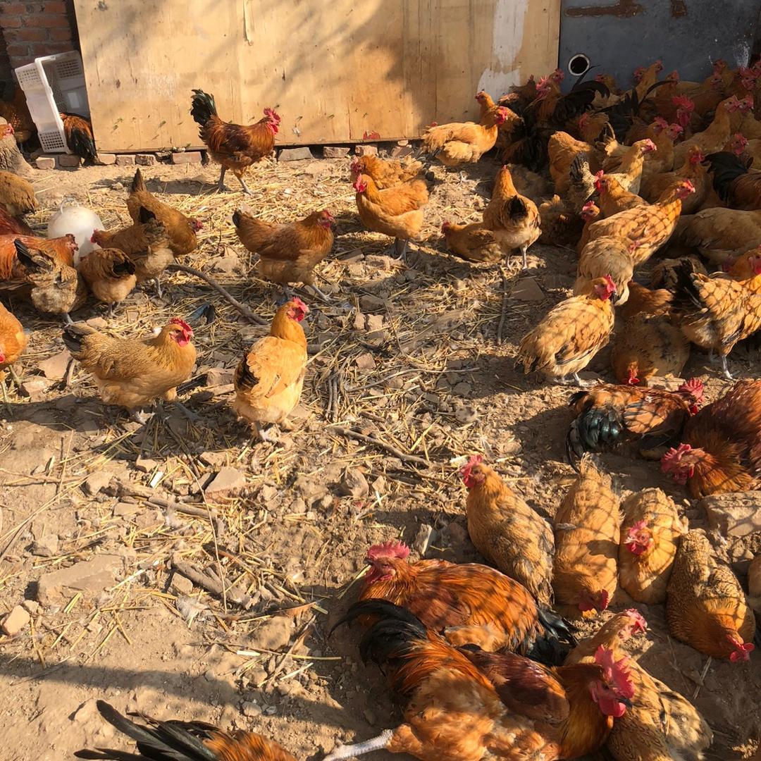 小树林散养鸡