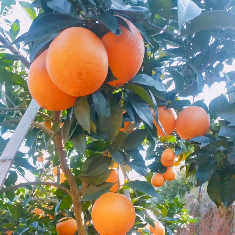 空运✈️桑提娜🍒车厘子