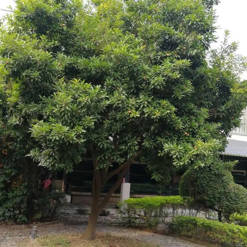 绿化工程师杨工