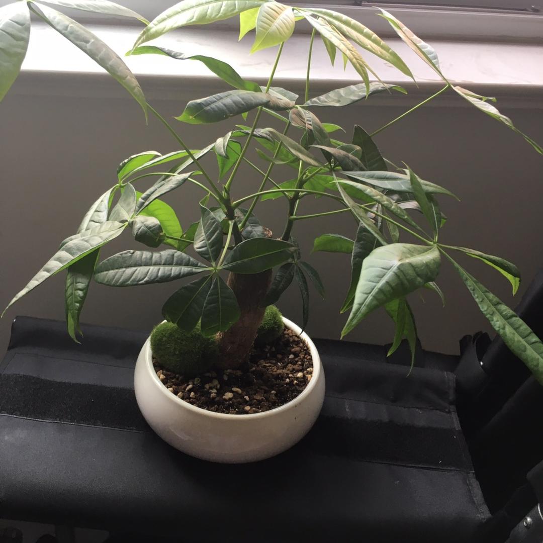 赵廷英🌾🌾（向阳花）