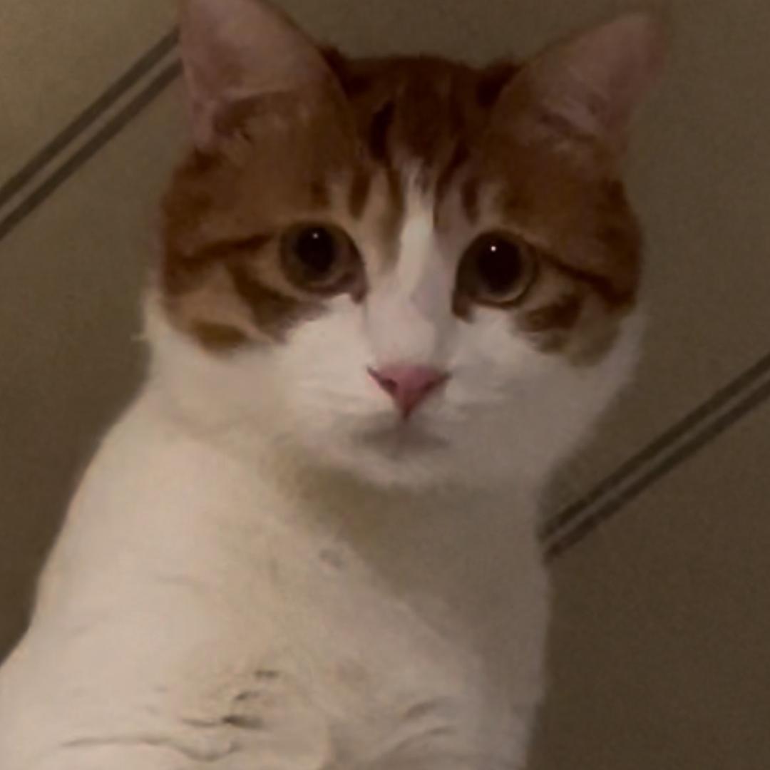 丹丹吖