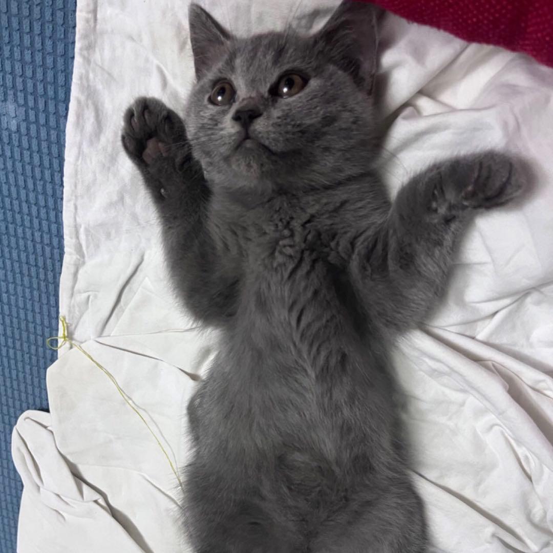 崽崽是只猫🐱