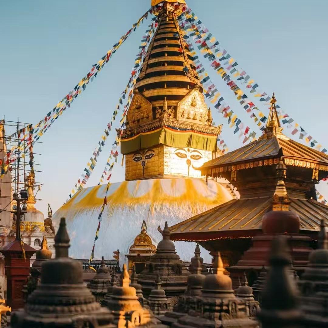 小财迷凤眼菩提