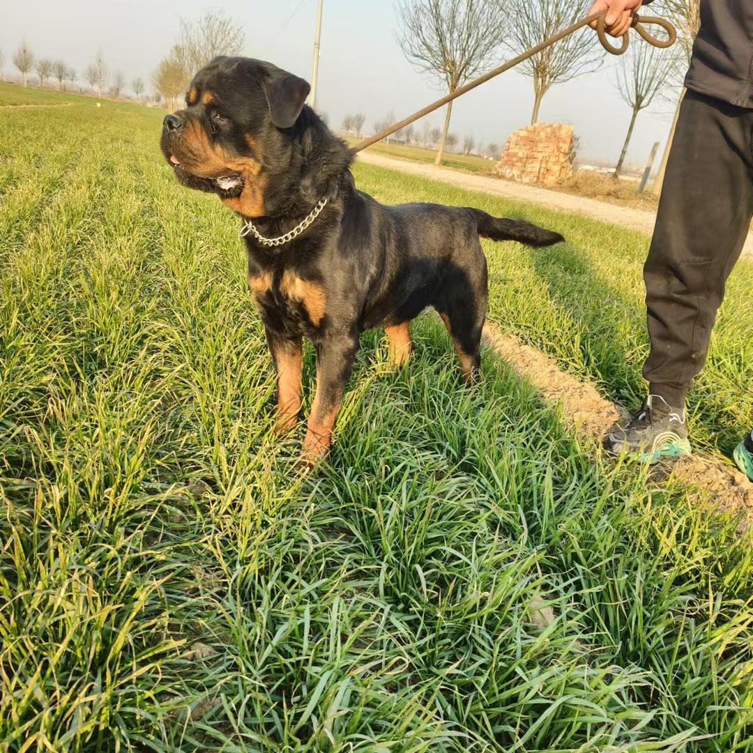 小宇犬舍（客服）