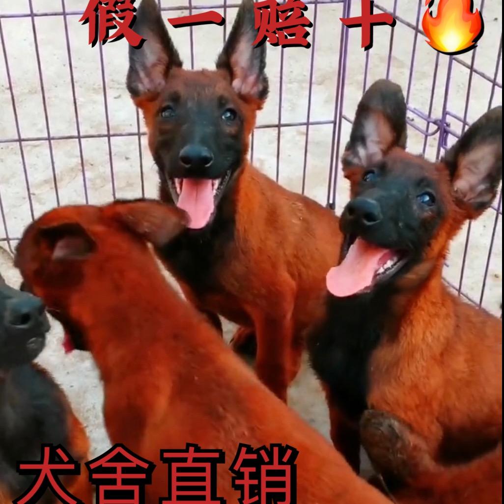 爆红马犬繁殖基地