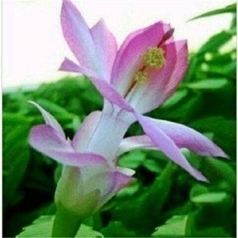 二小姐鲜花铺
