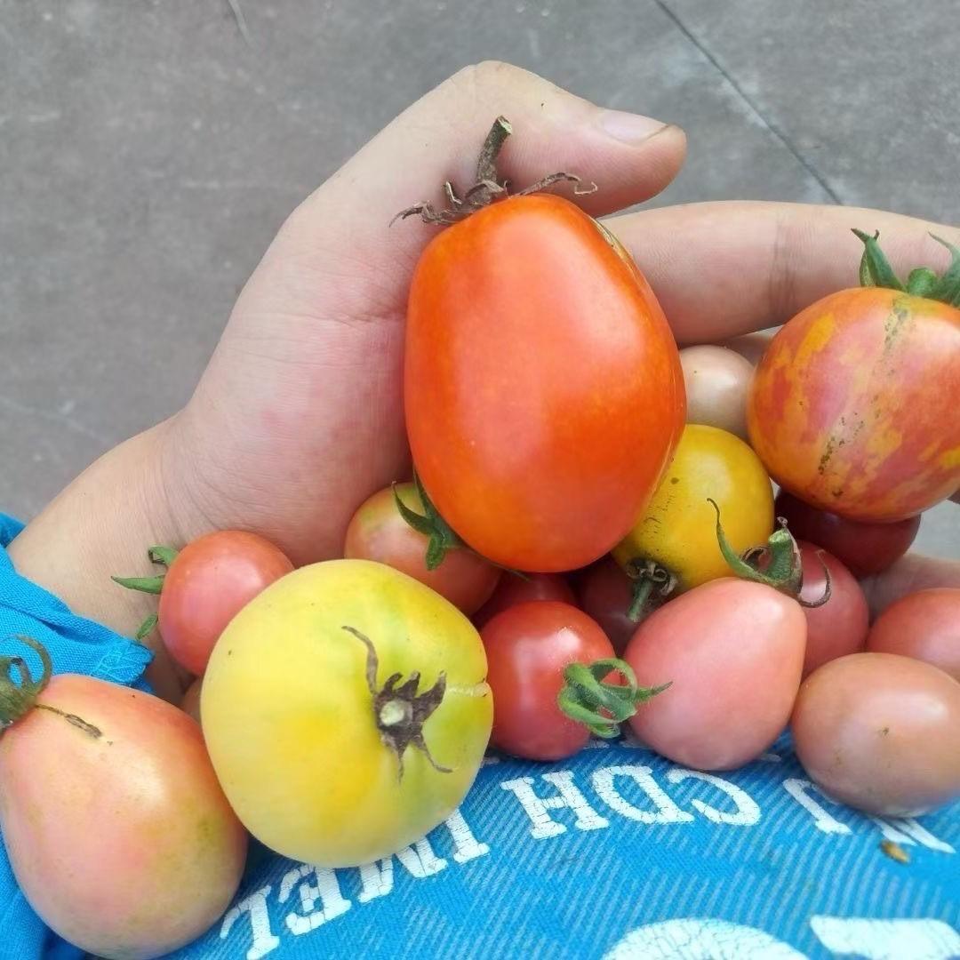 卫龙的果蔬日记