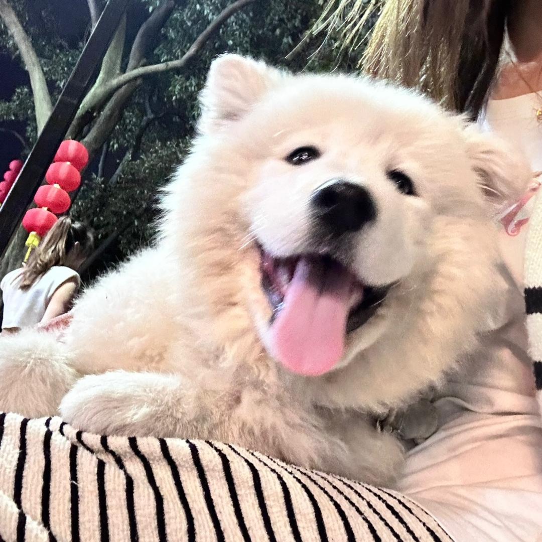 Ｑ小新