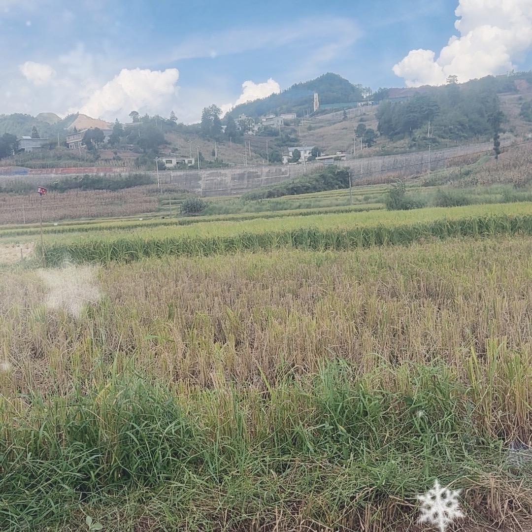 贵州新米上市啦