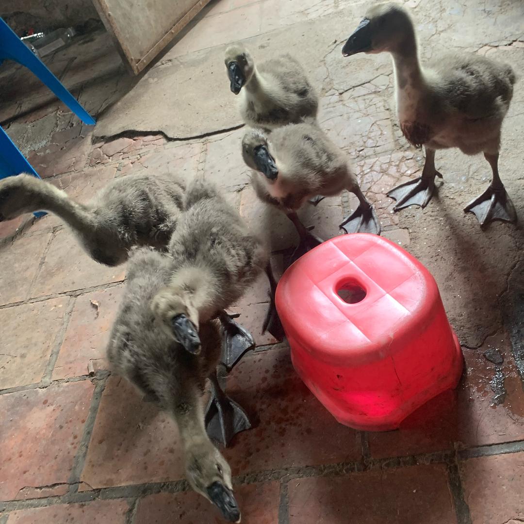 结婚后发现婆婆是女同