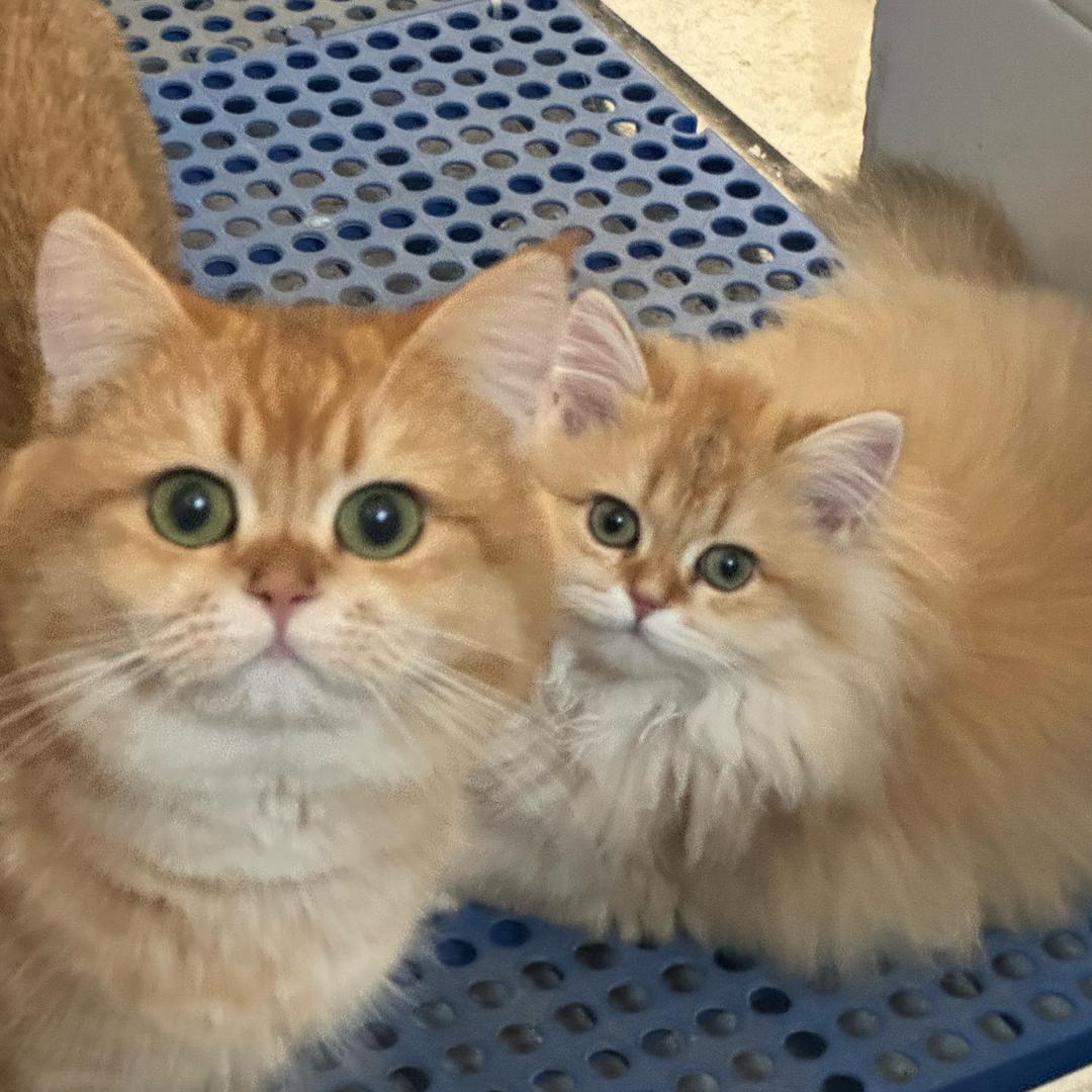 是荔枝吖🌻🍀（努力中～）