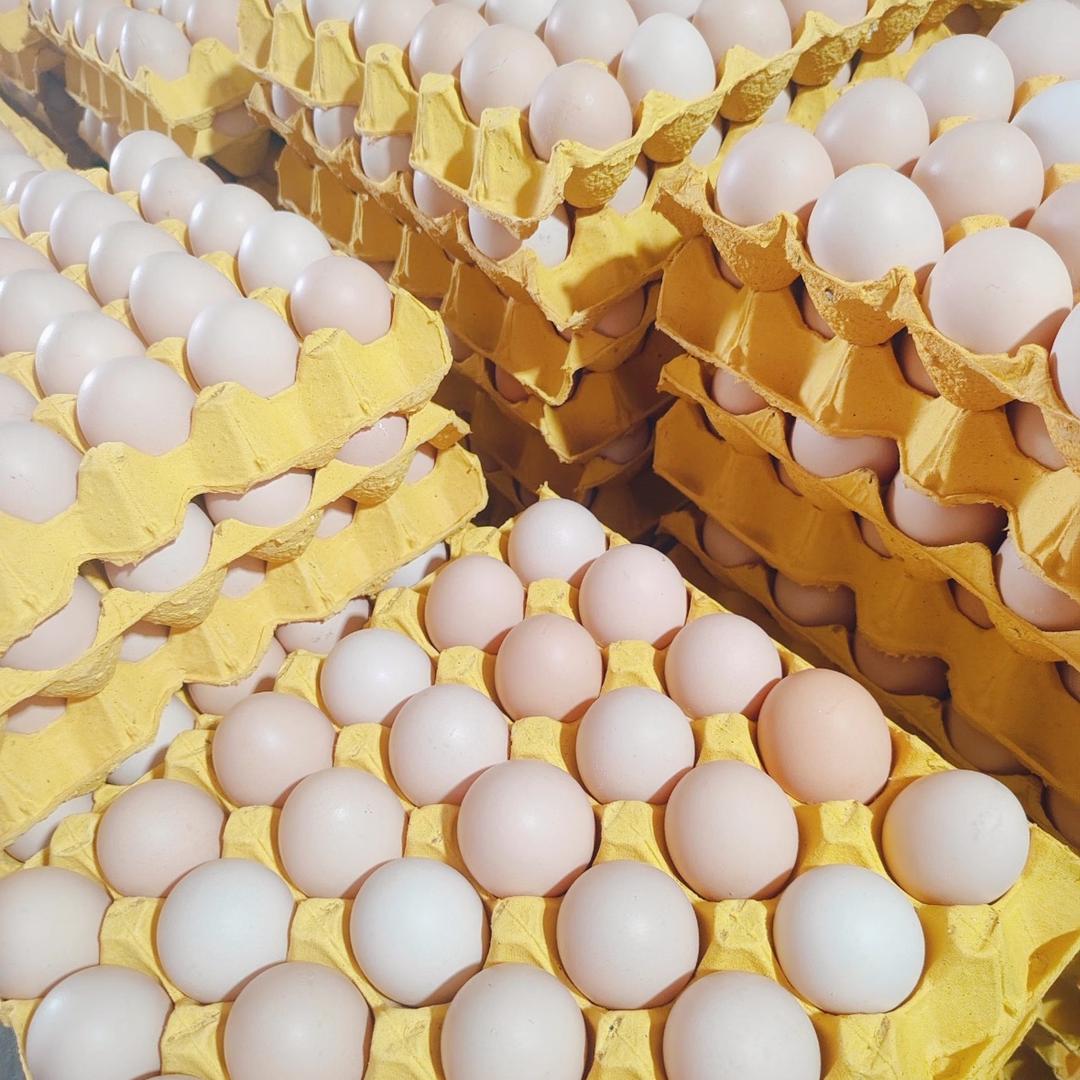 桂林鸡蛋供应许哥