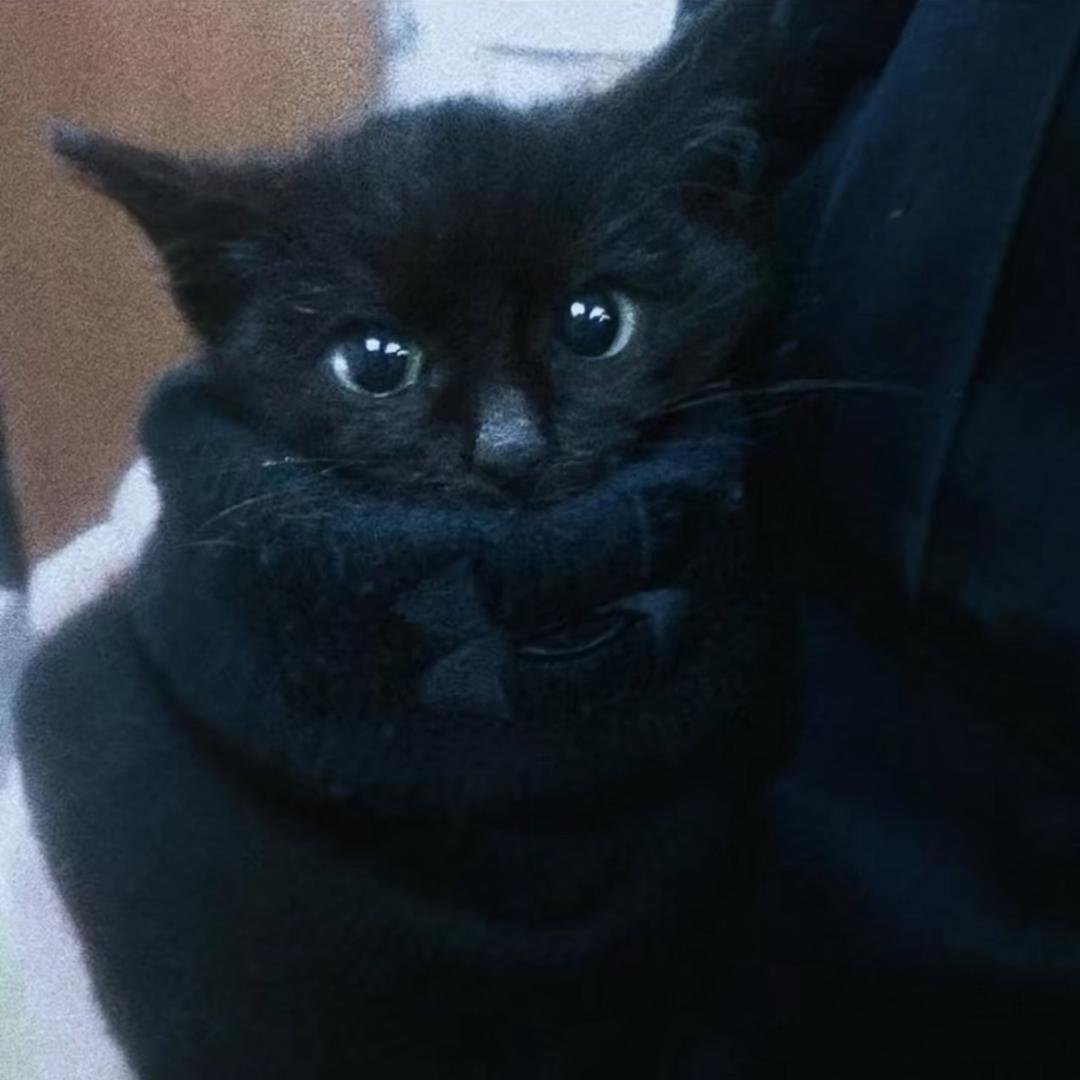 悲观宇