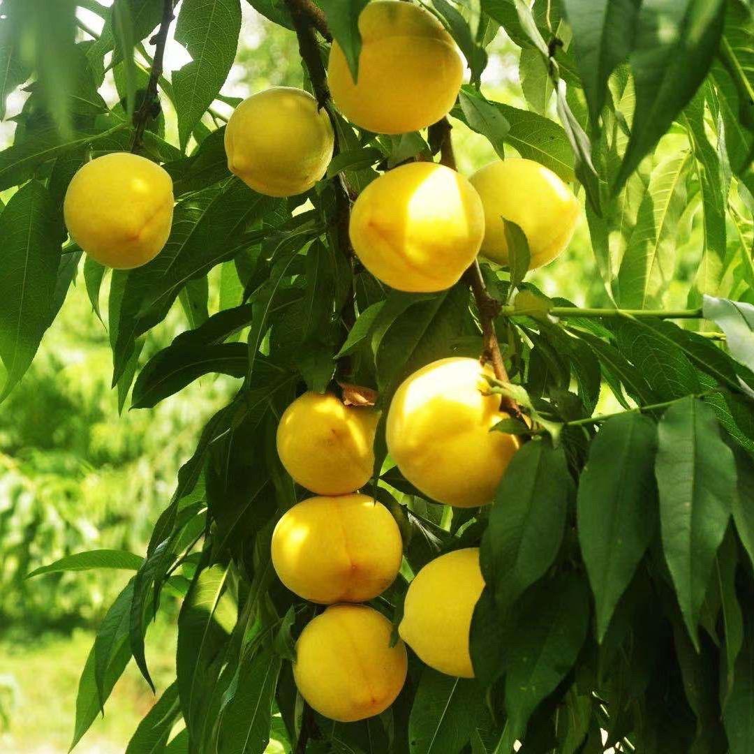 福源水果