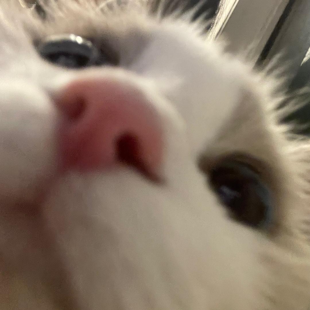 小猫咪吹空调