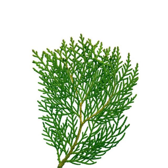 古发道植物洗发