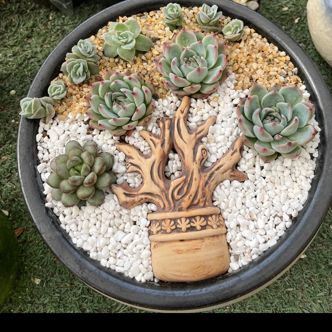 渭南昊兴花卉