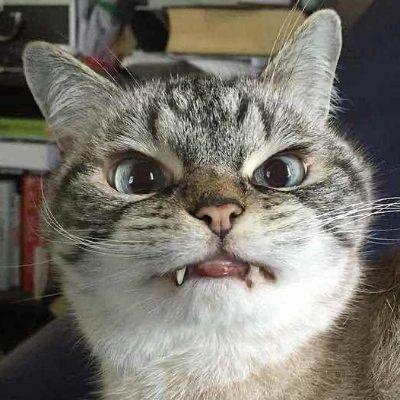 霉狸猫.