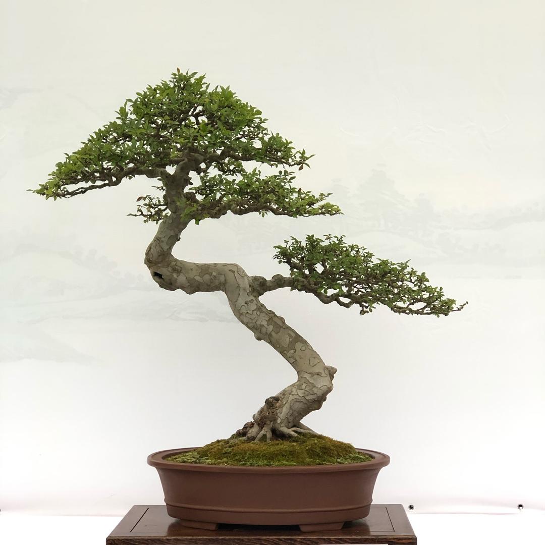 清舟盆景