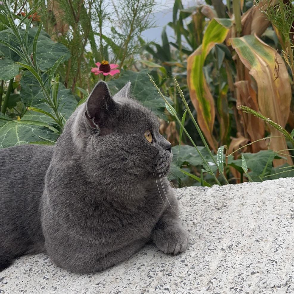 小团仔是只猫🐱