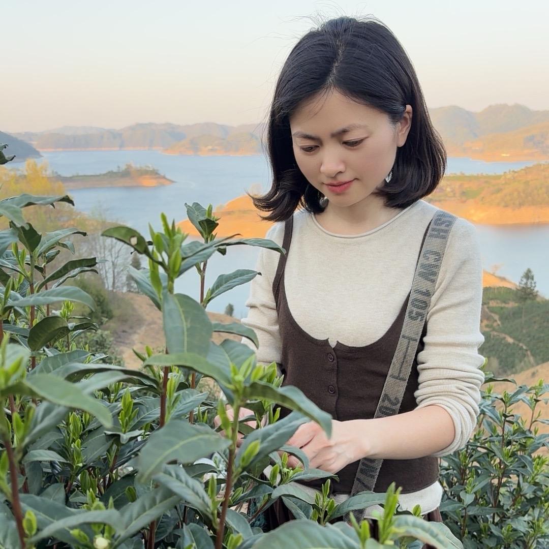 露露茶叶