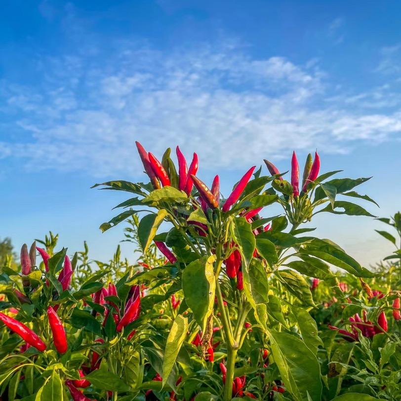 小琳说辣椒🌶️