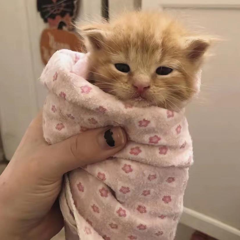 ：晚安小狗