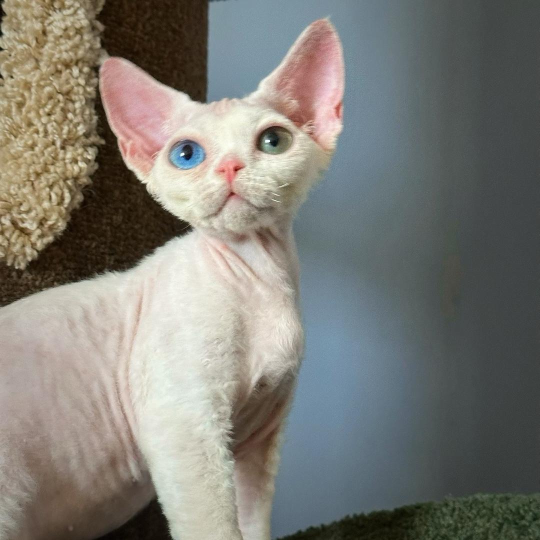 啵啵德文卷毛猫