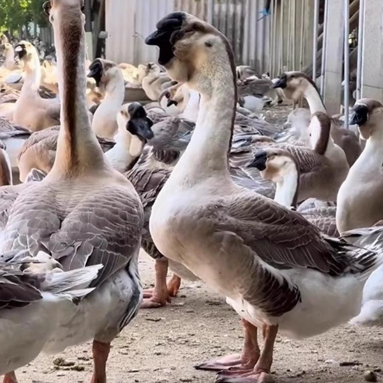 狮头大种宠物店