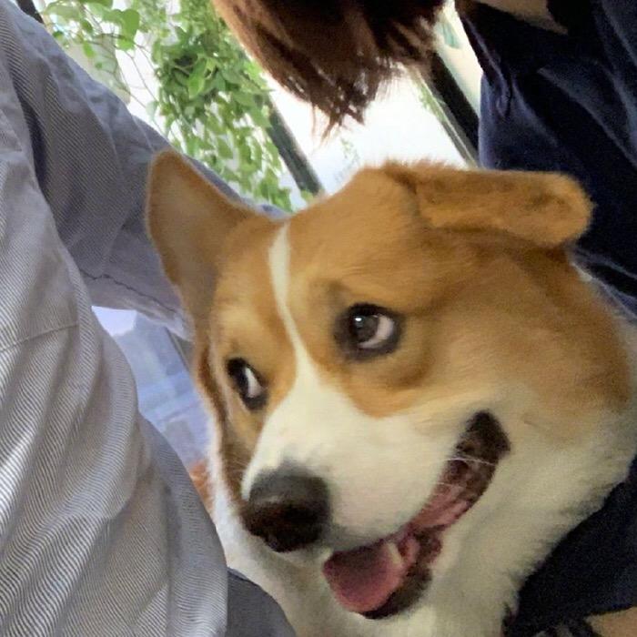 黃呆呆