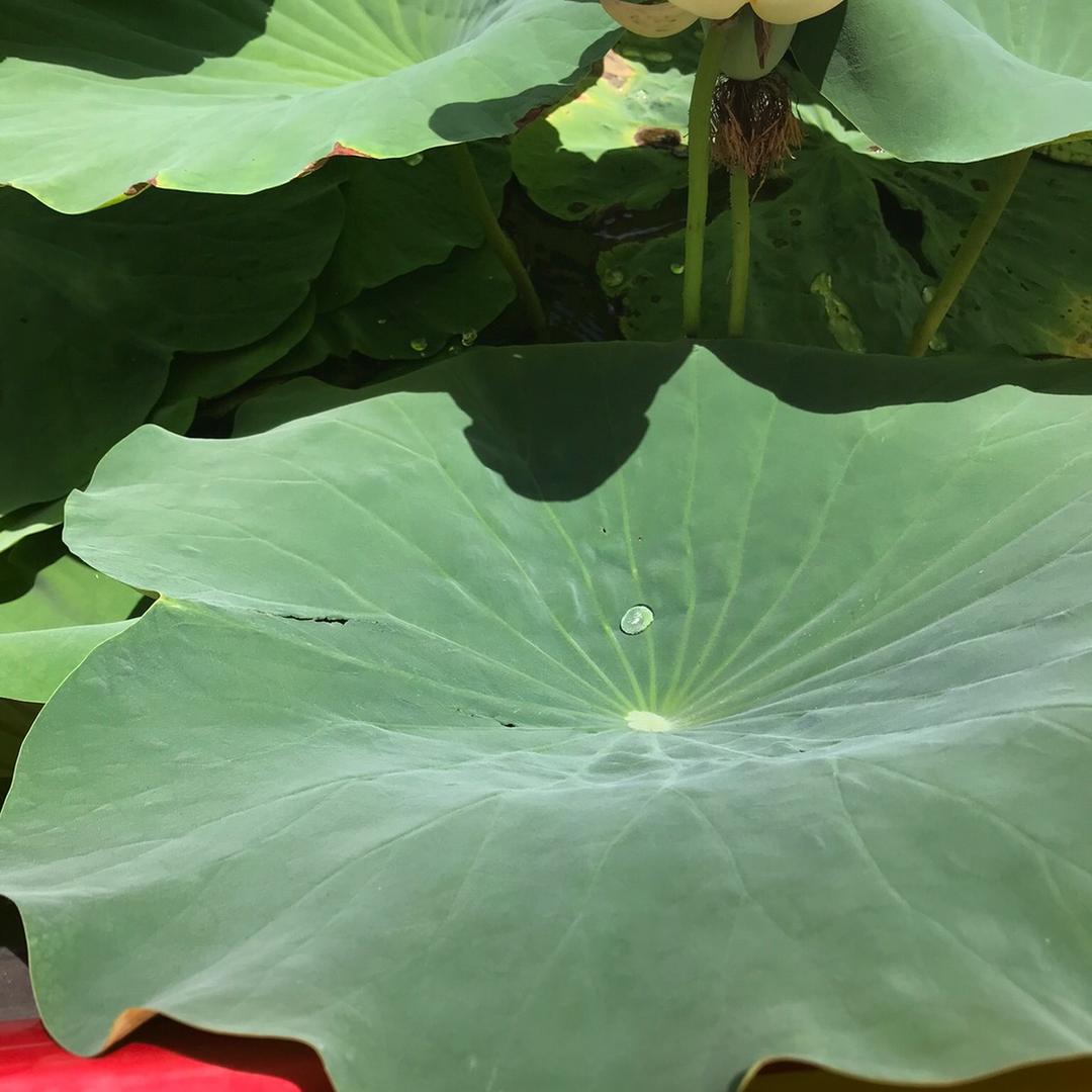 人间摆烂