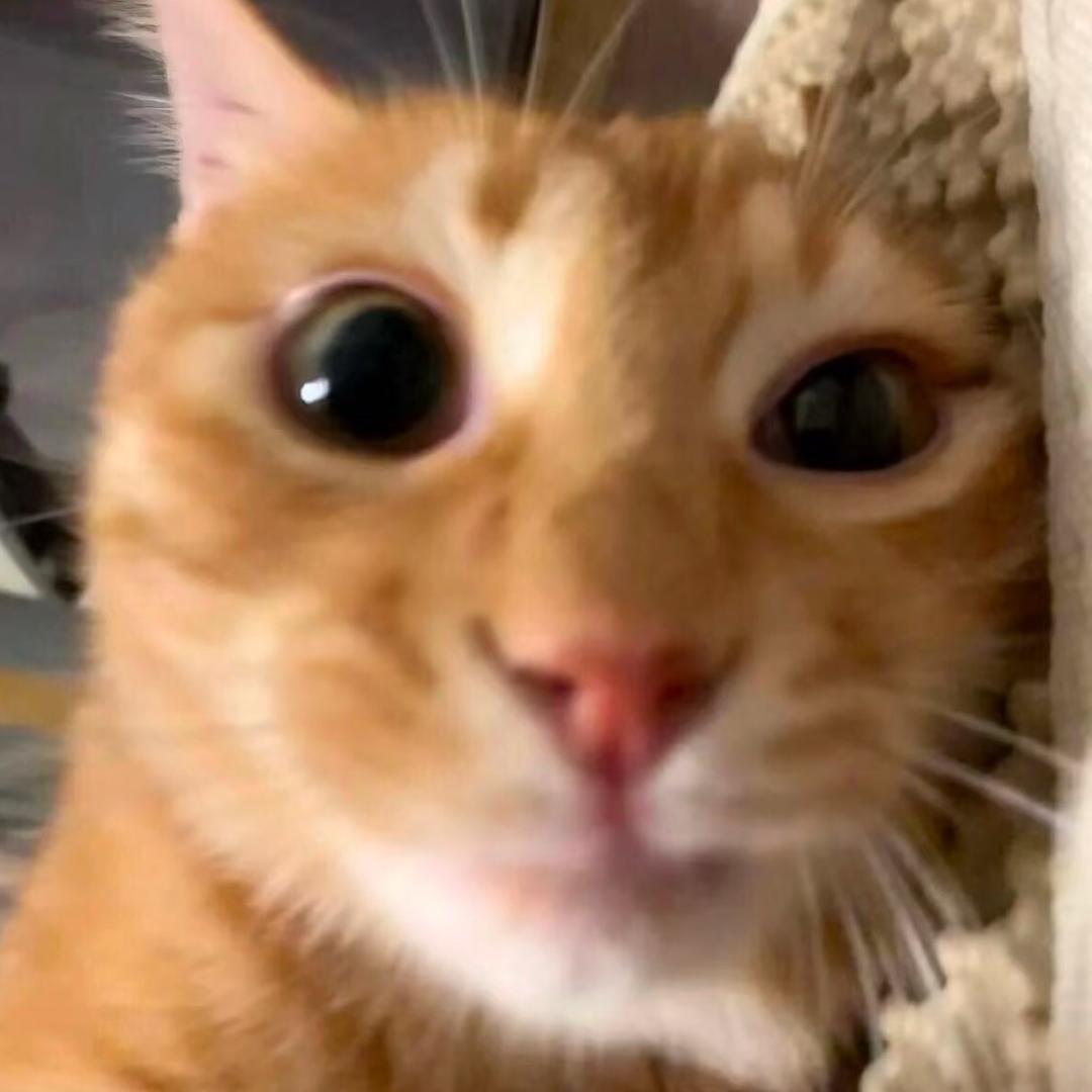 美味猫当劳