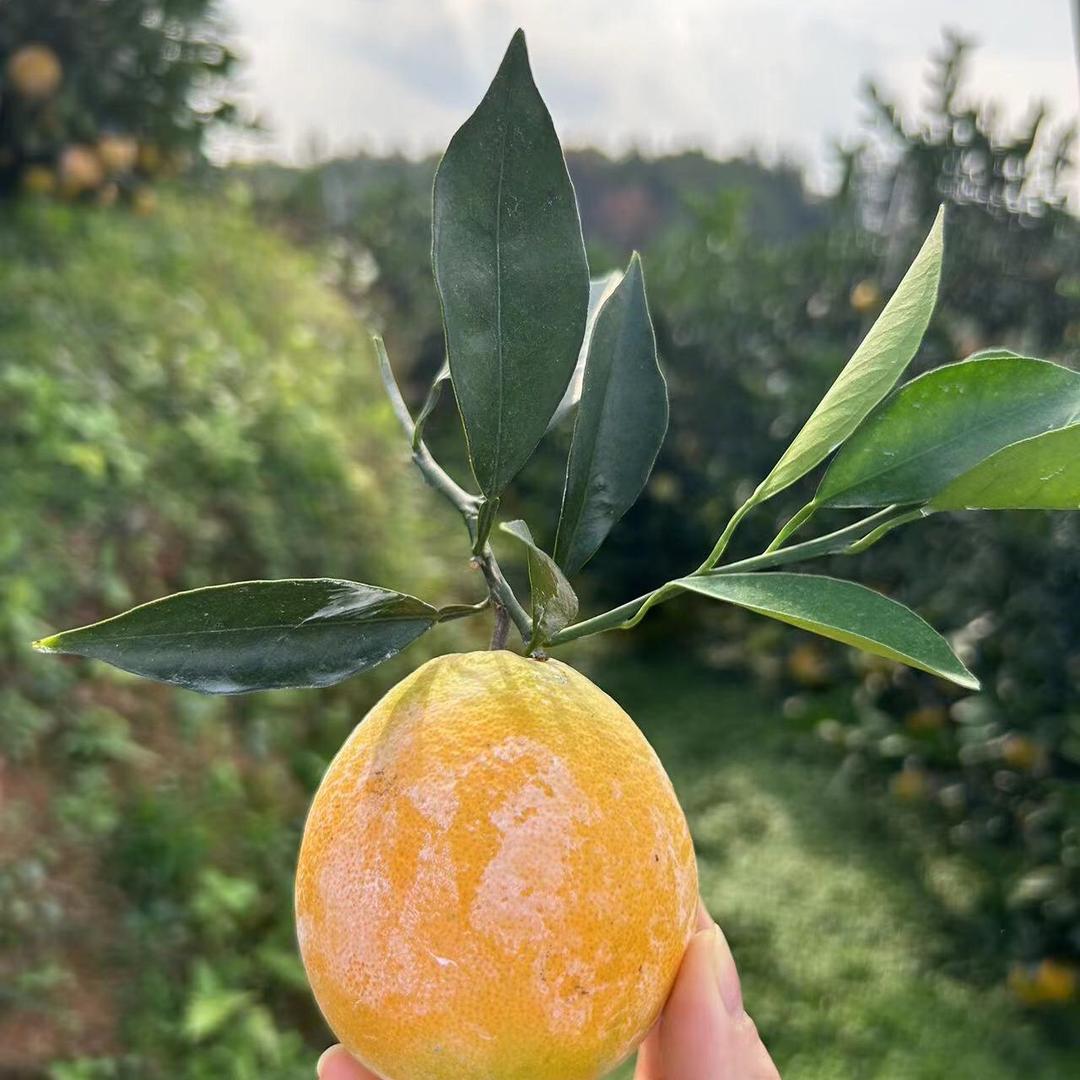 🍊赣南龙勾石灰橙基地🍊