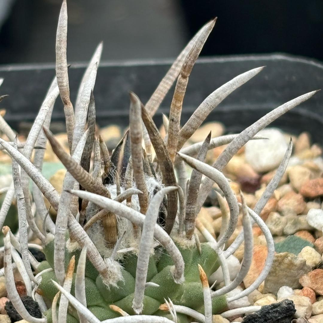 奥利给给的大棚