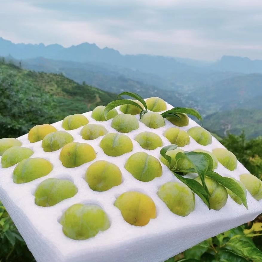 六马蜂糖李果园