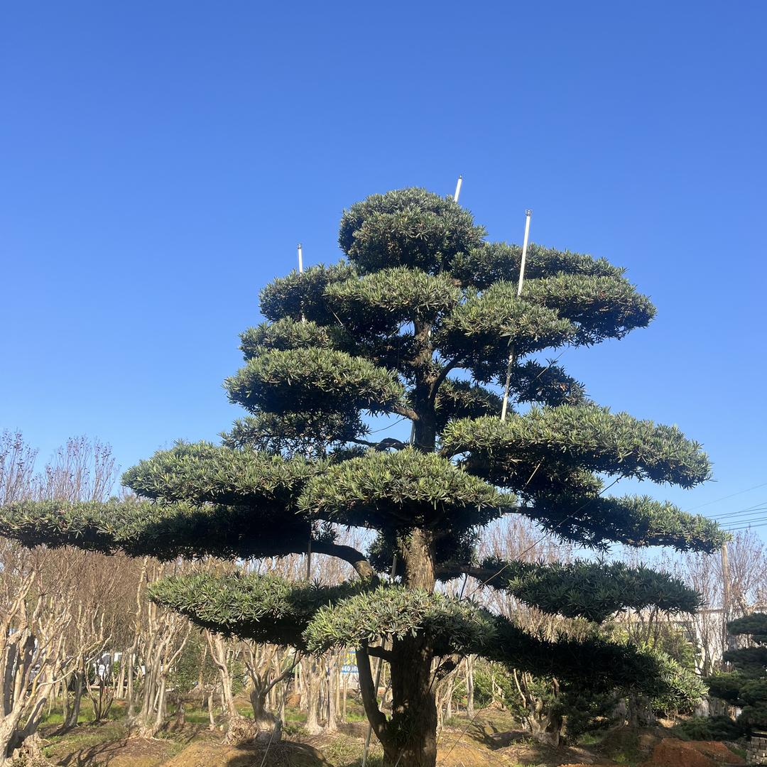 旭景生态（园林景观）