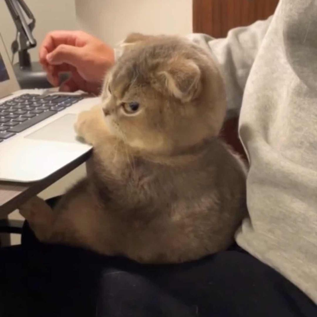 猪猪🐷