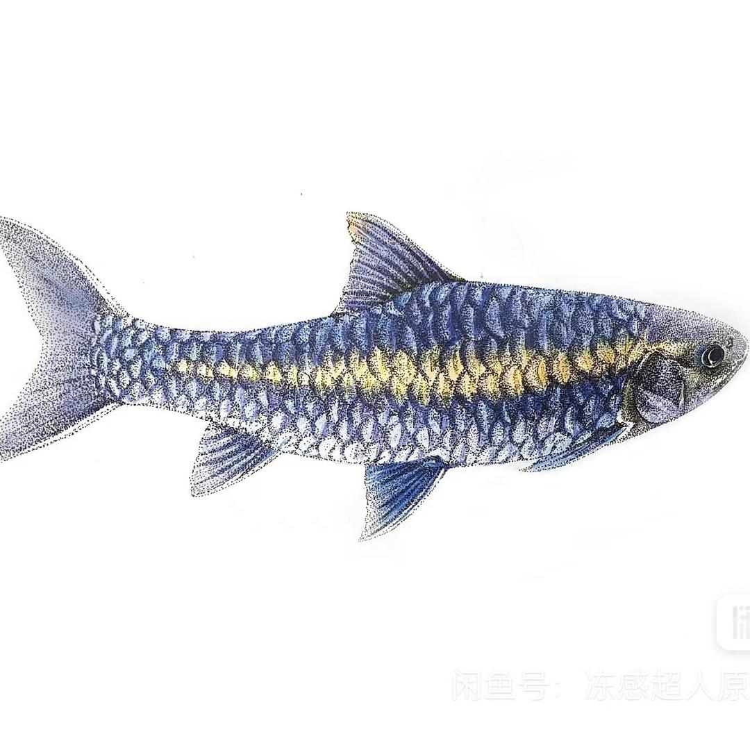 闲来无事养养龟