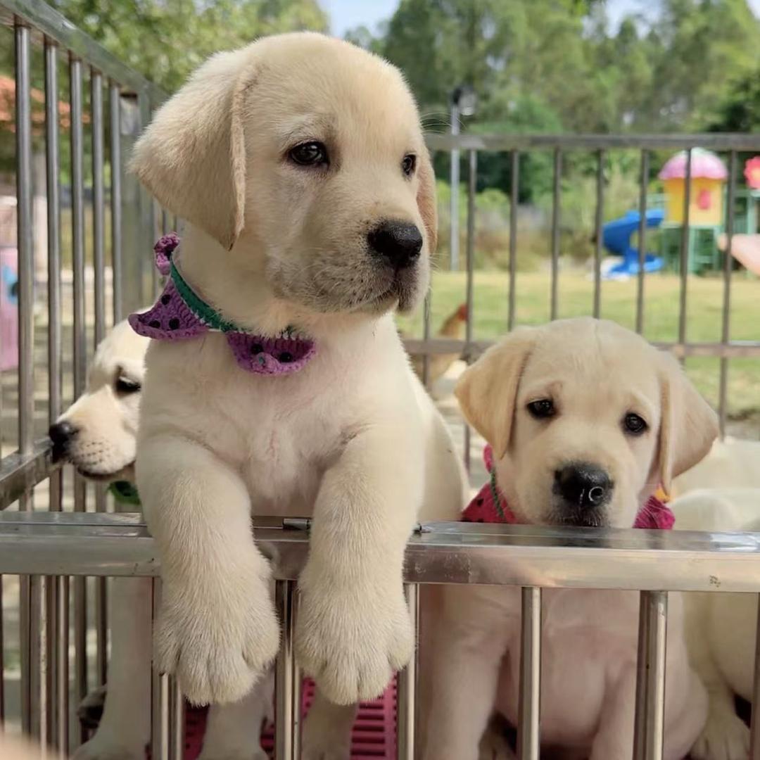 帅帅🦮🐶❤️