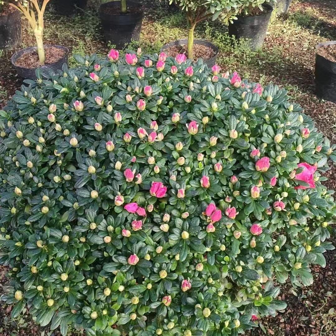 霖锦花艺